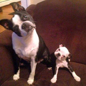 Meet your Posher, Joe